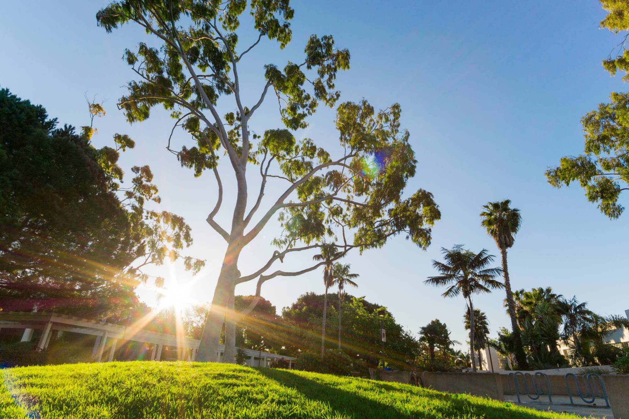 Campus tree